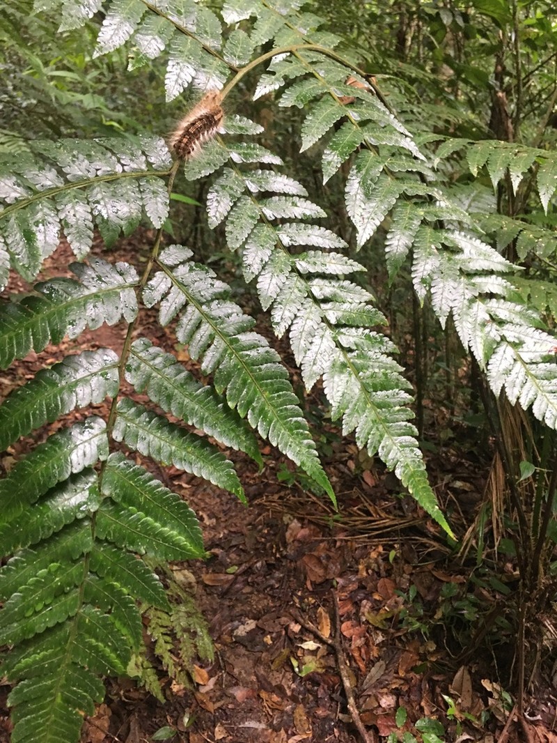 Cyathea leucofolis photo 2