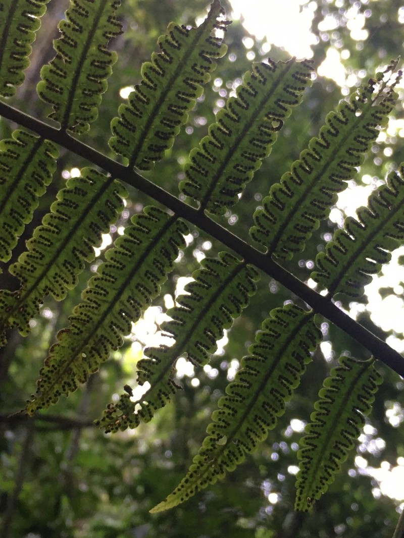Cyathea leucofolis photo 3
