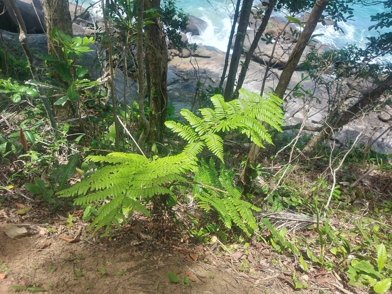 Cyathea leucofolis photo 4