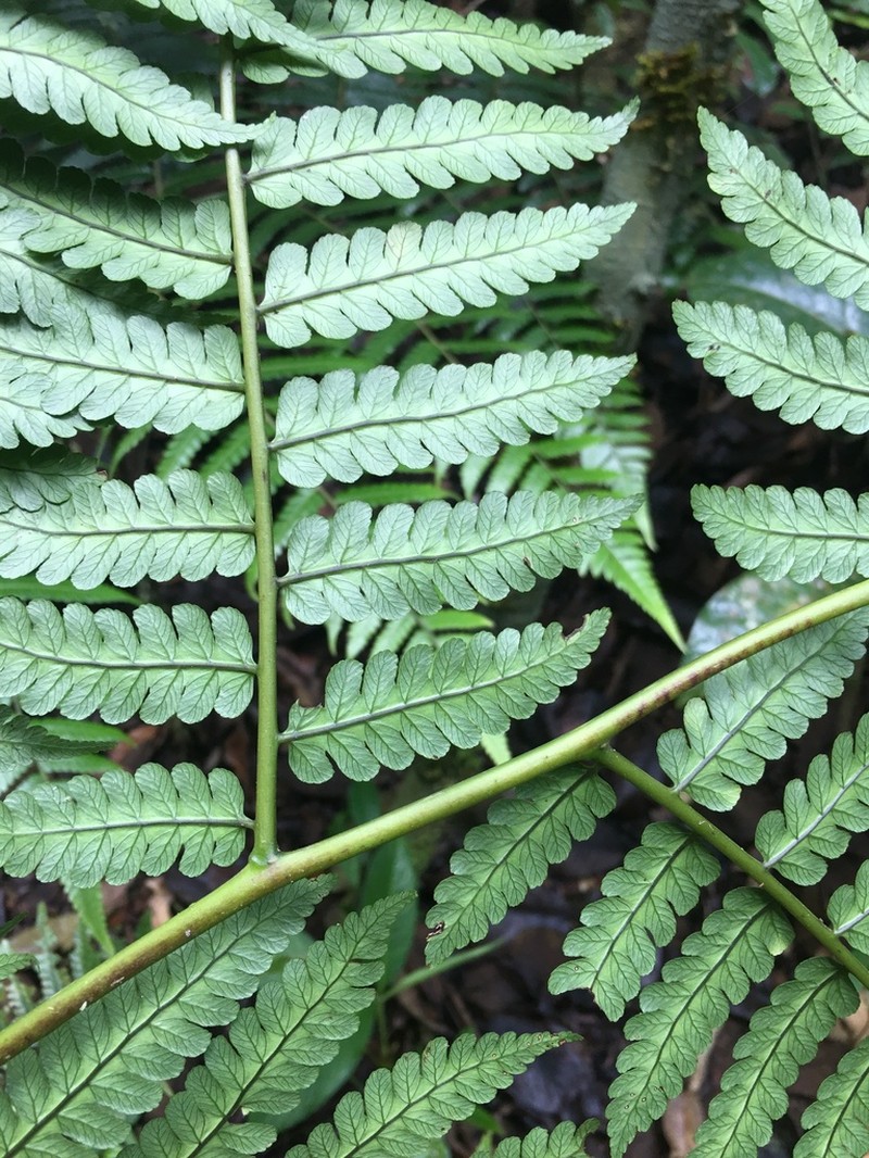 Cyathea leucofolis photo 5