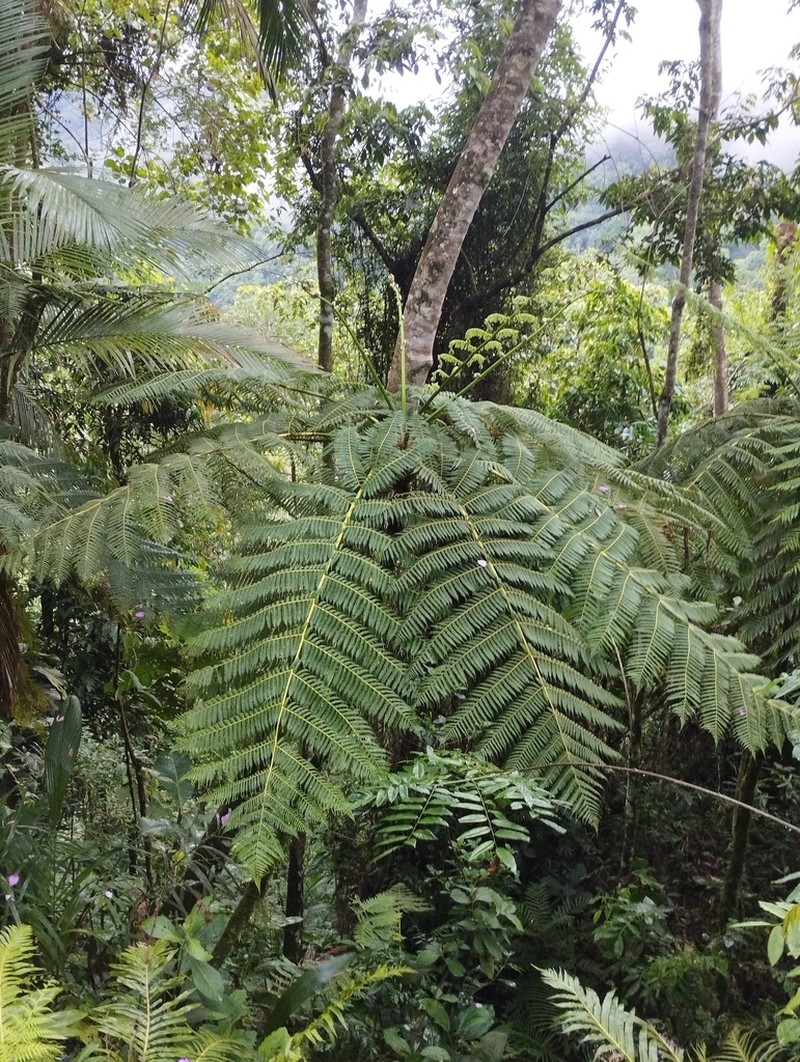 Cyathea leucofolis photo 6
