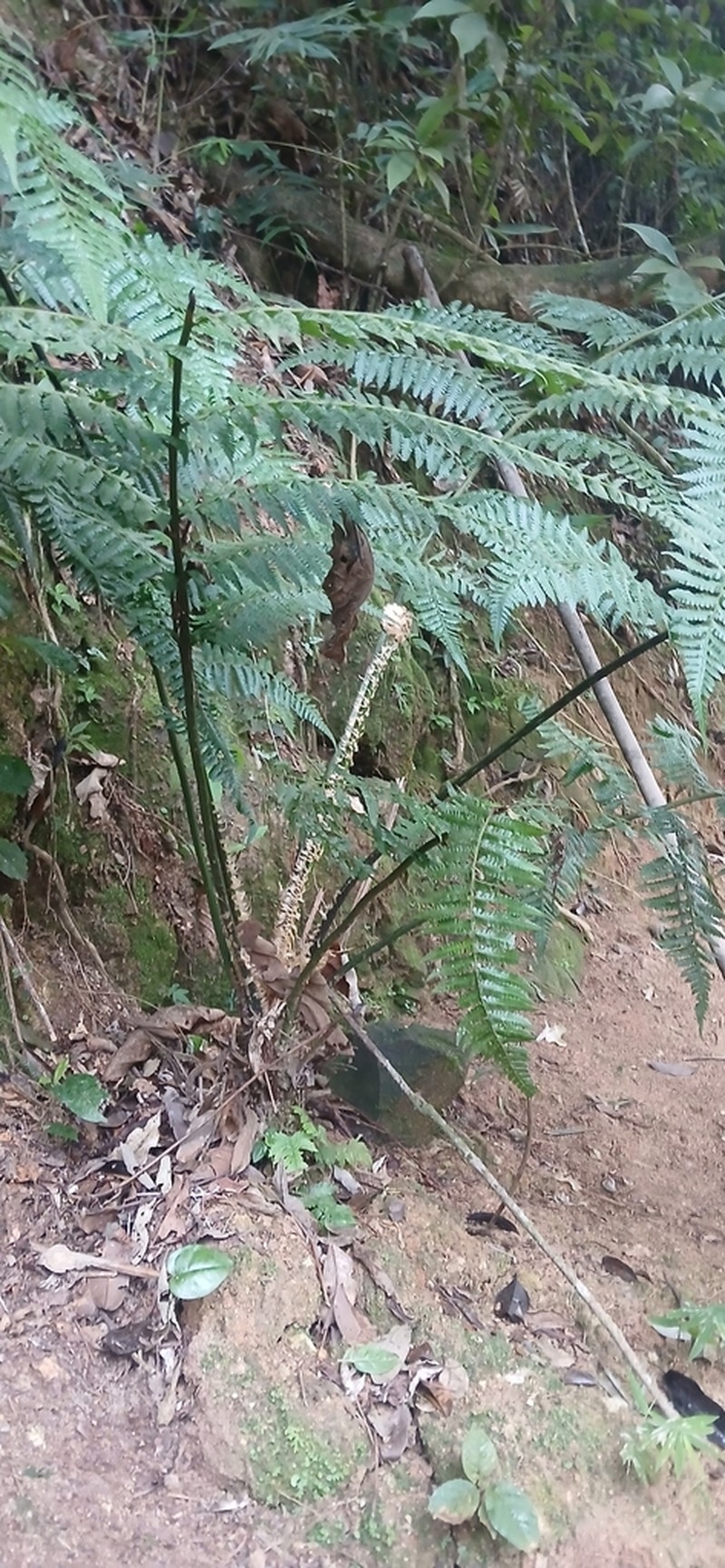 Cyathea leucofolis photo 7