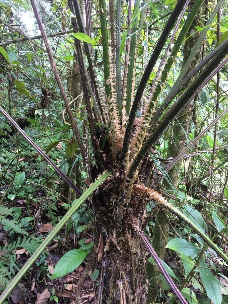 Cyathea leucofolis photo 8