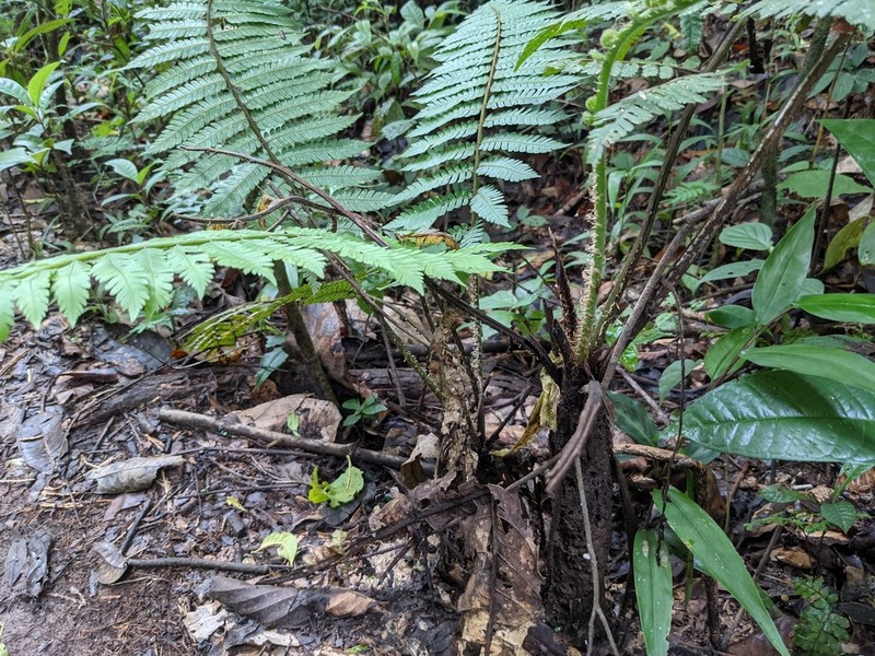 Cyathea leucolepismata photo 2