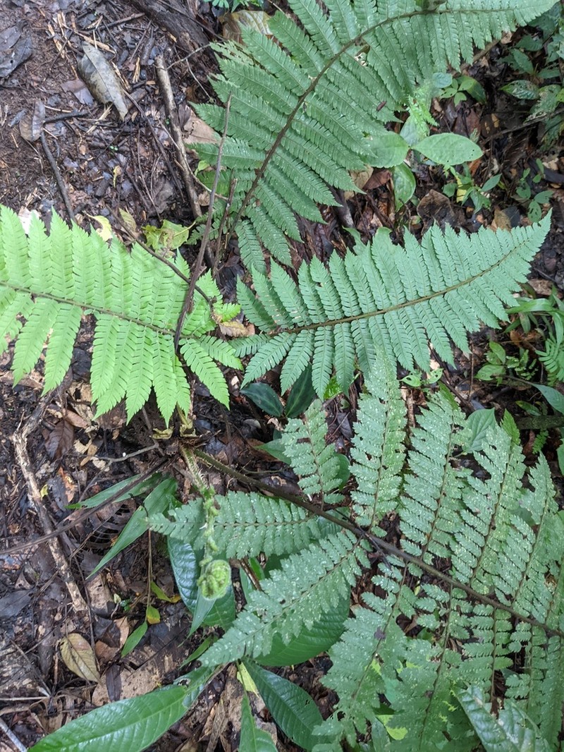 Cyathea leucolepismata photo 3