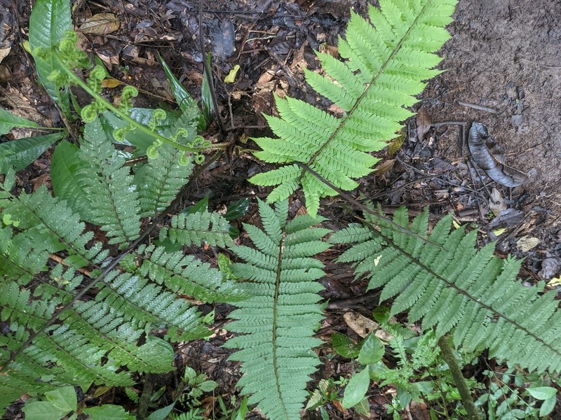 Cyathea leucolepismata photo 4