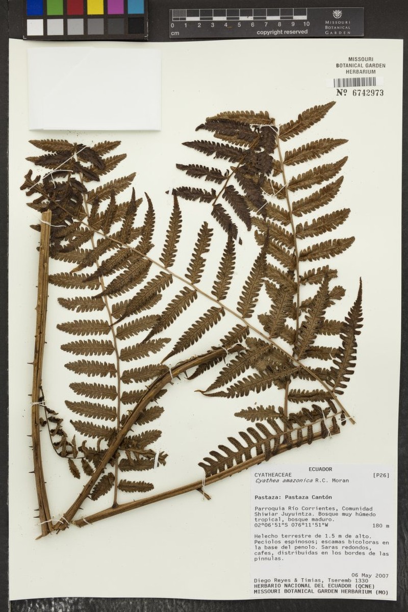 Cyathea leucolepismata photo 5