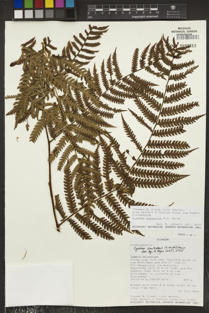 Cyathea leucolepismata photo 6