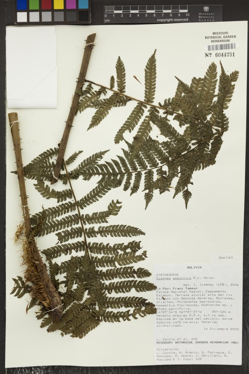 Cyathea leucolepismata photo 7