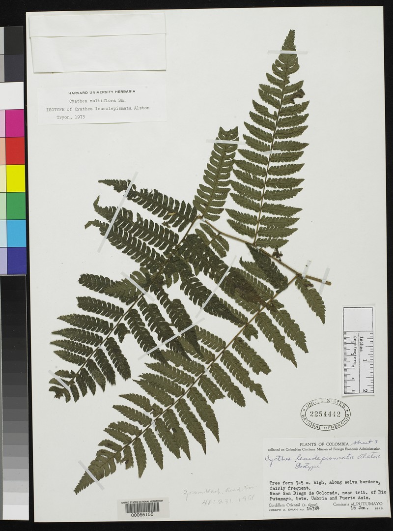 Cyathea leucolepismata