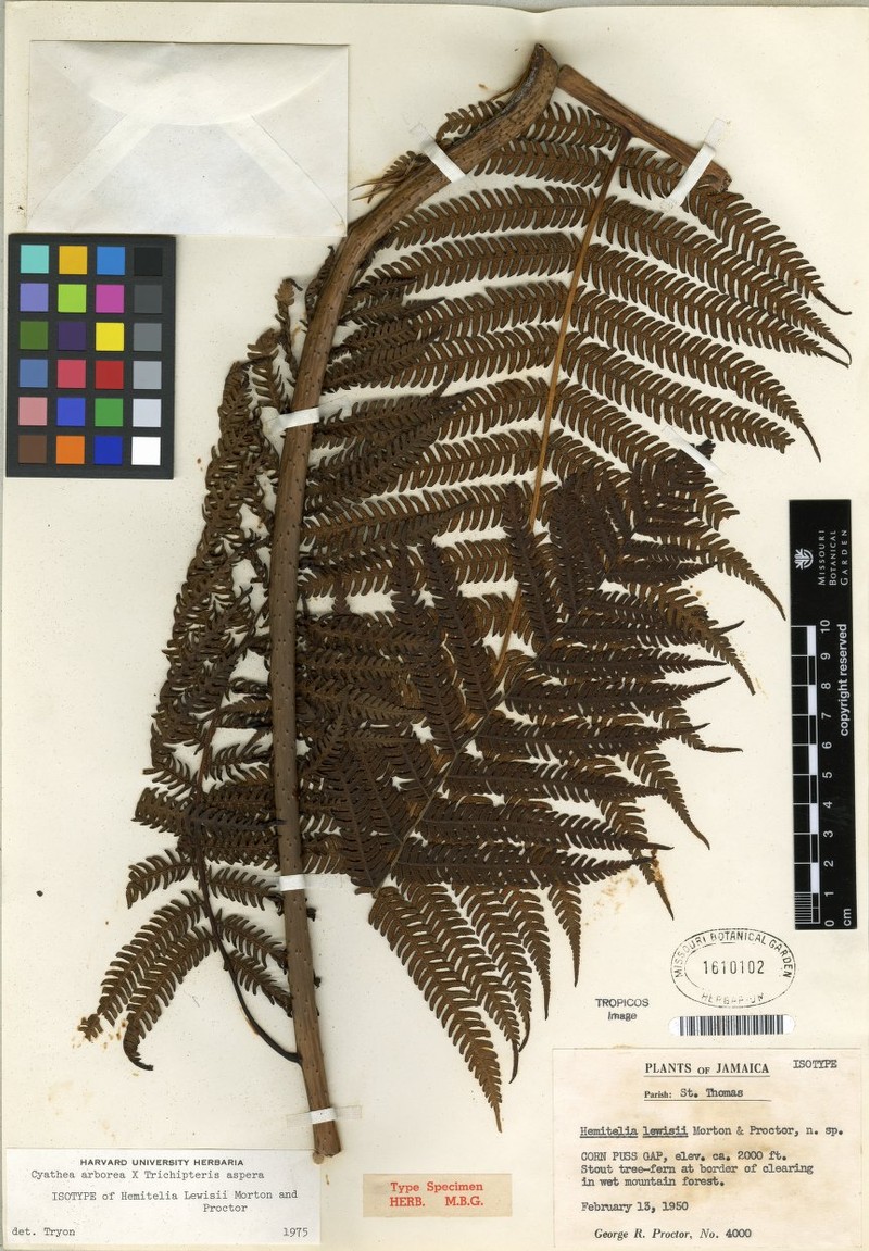 Cyathea lewisii