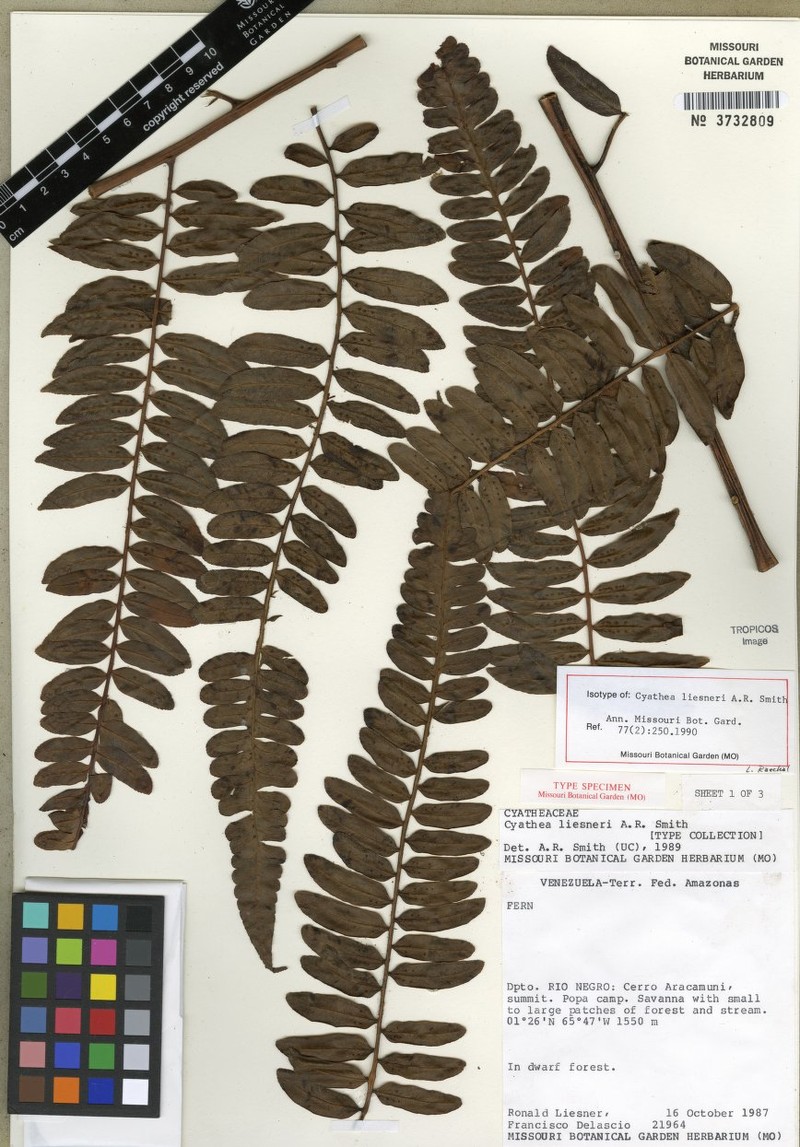 Cyathea liesneri