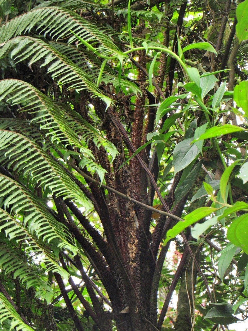 Cyathea lindeniana