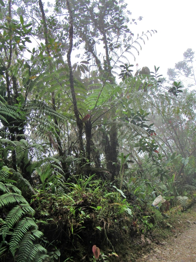 Cyathea lindeniana photo 2