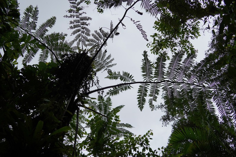 Cyathea lindeniana photo 3