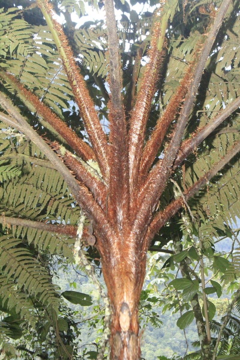 Cyathea lindeniana photo 4