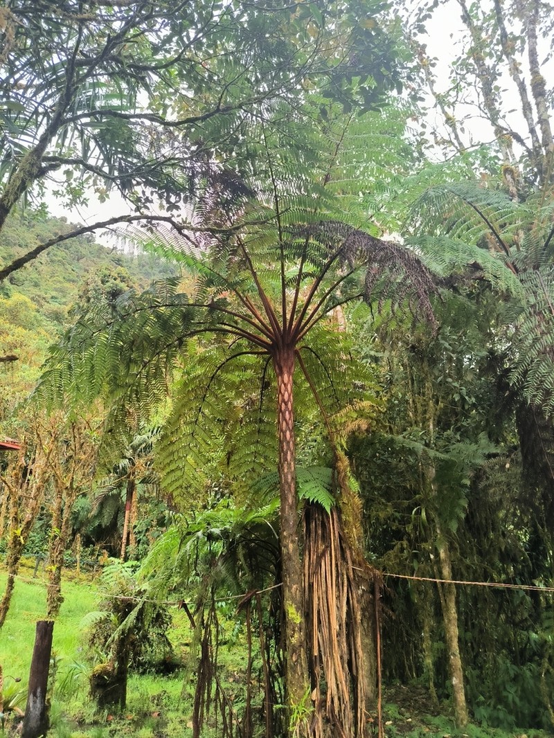 Cyathea lindeniana photo 5