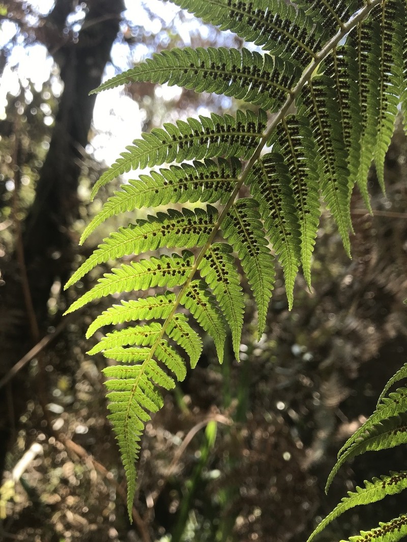 Cyathea lindeniana photo 6