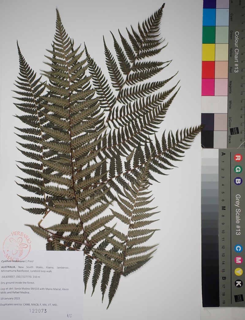 Cyathea lindeniana photo 7