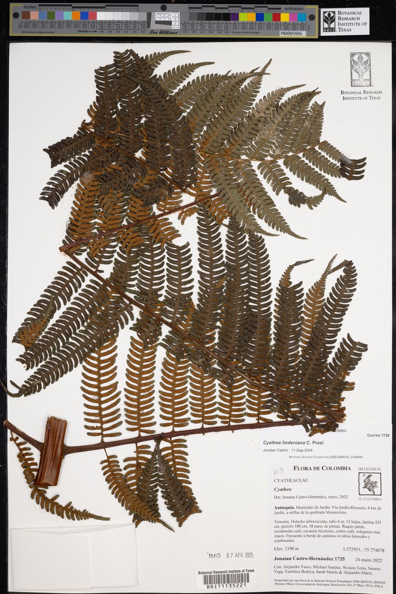 Cyathea lindeniana photo 8