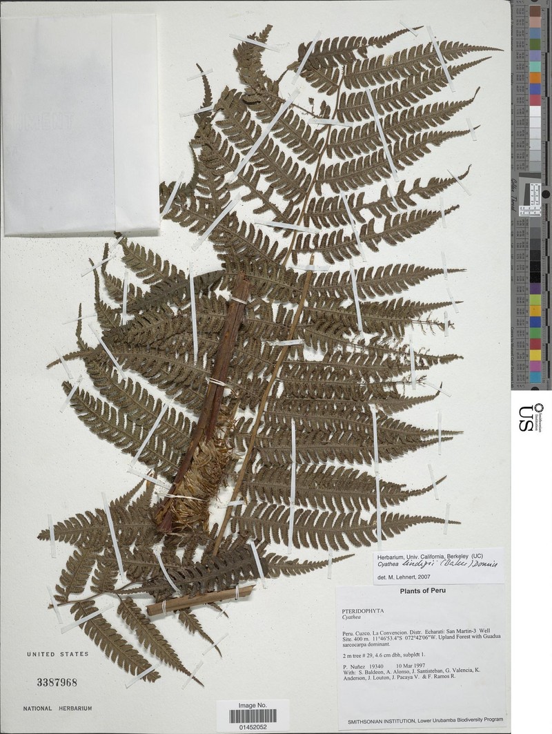 Cyathea lindigii