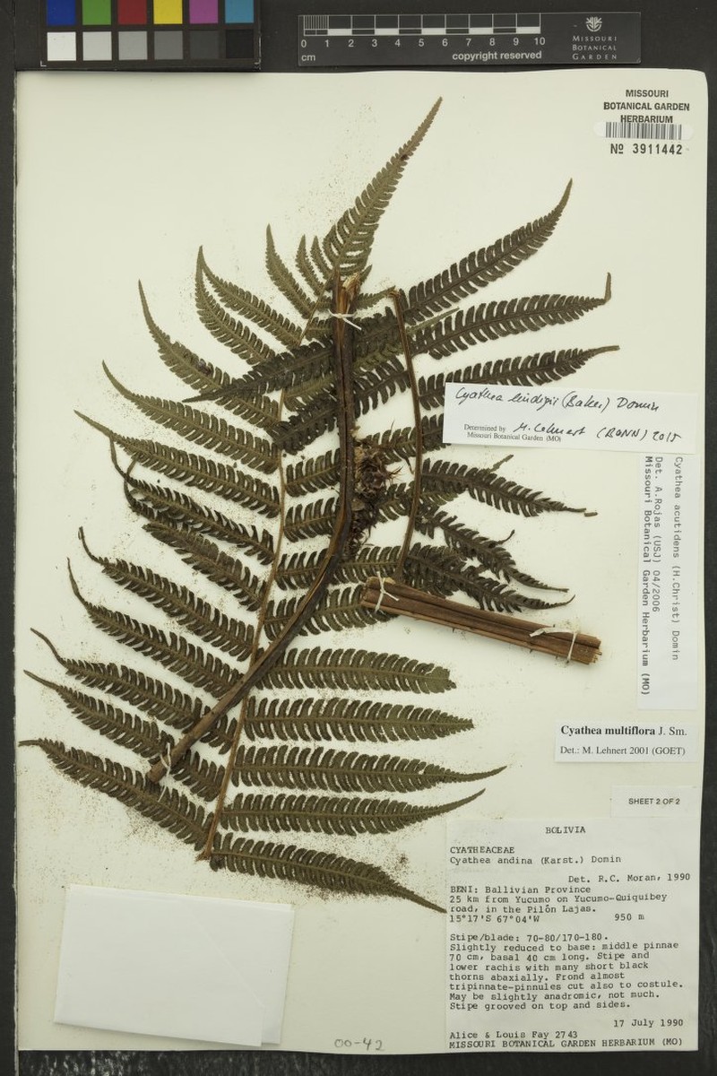 Cyathea lindigii photo 2