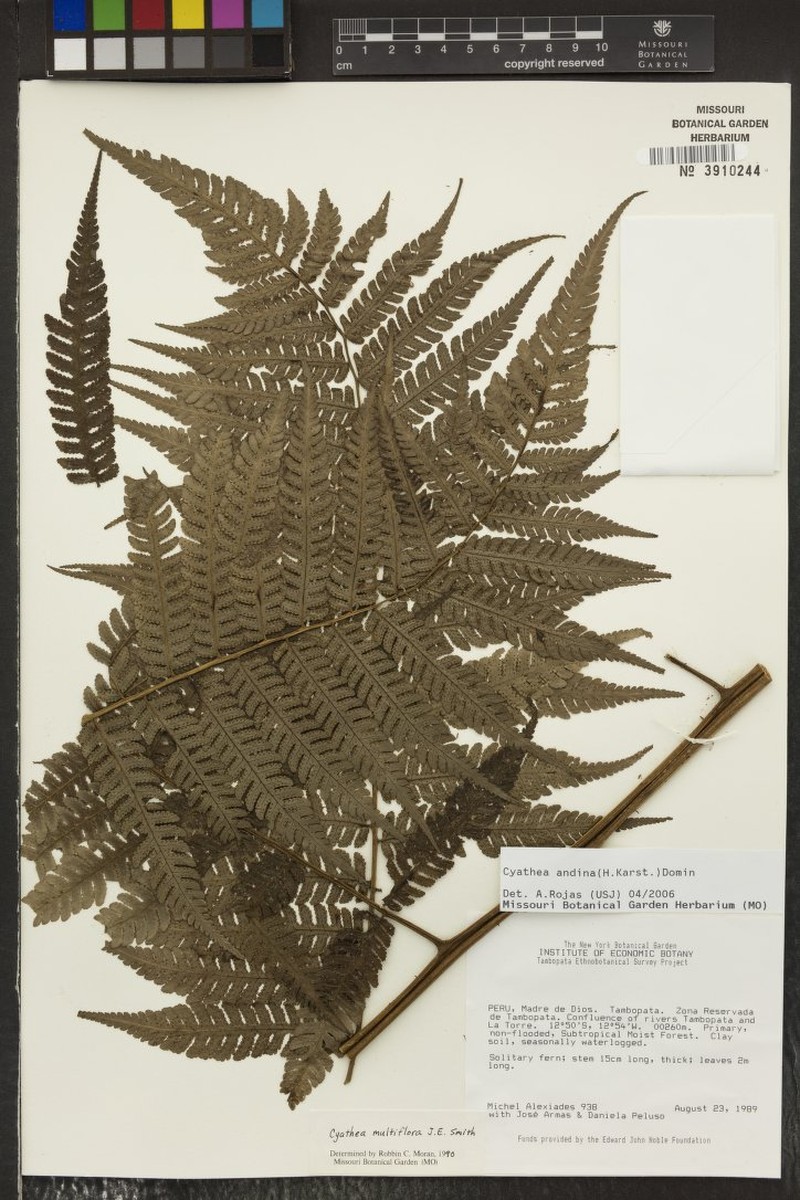 Cyathea lindigii photo 3