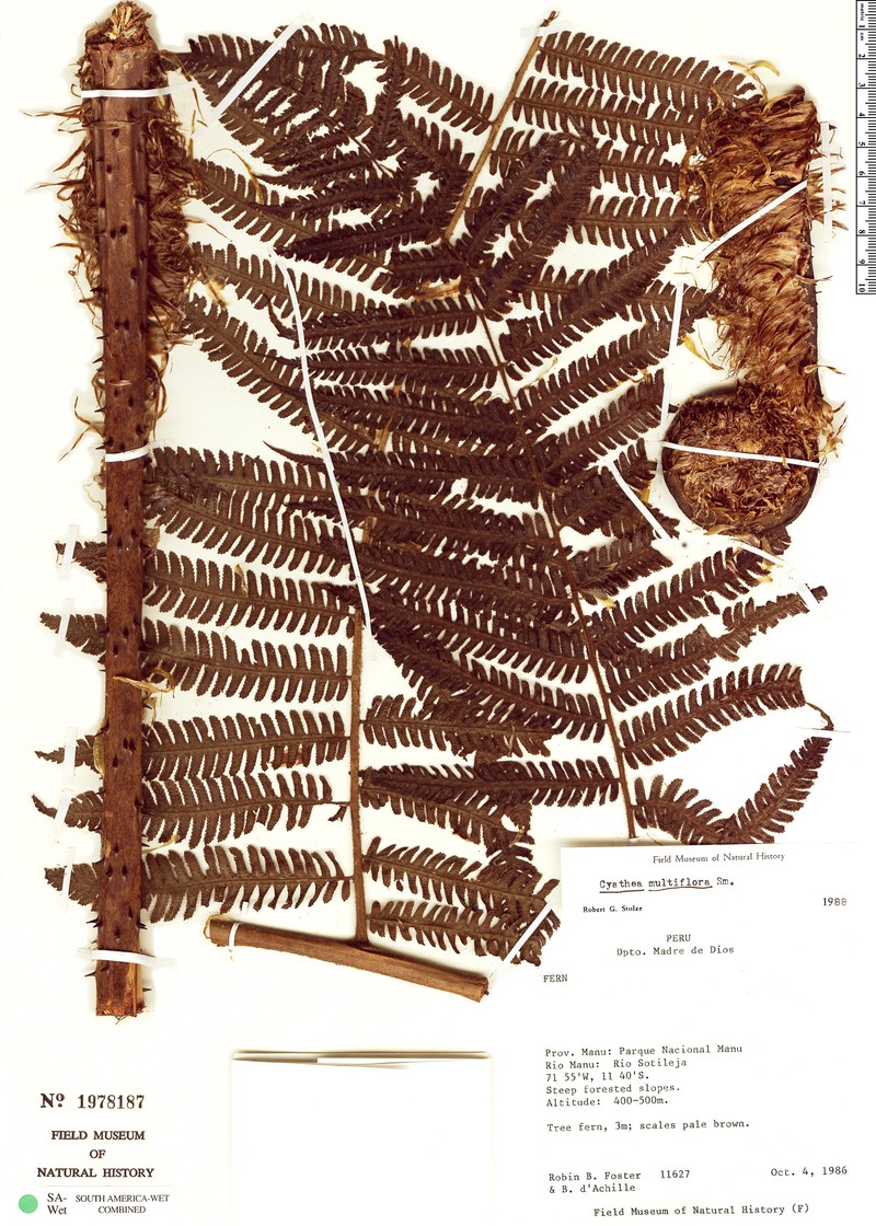 Cyathea lindigii photo 4