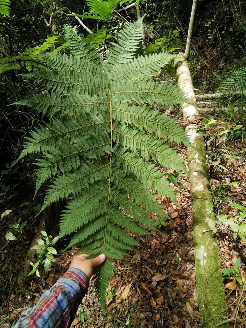 Cyathea lockwoodiana