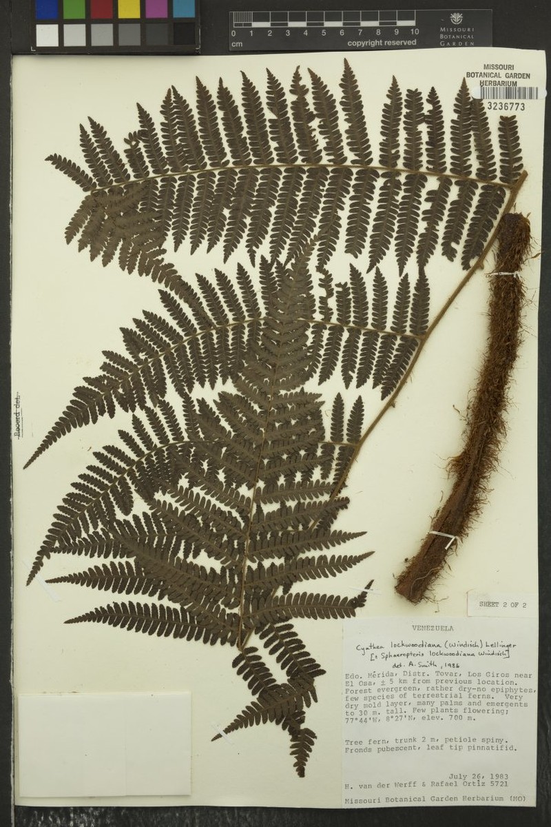 Cyathea lockwoodiana photo 2