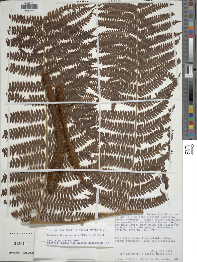 Cyathea lockwoodiana photo 3