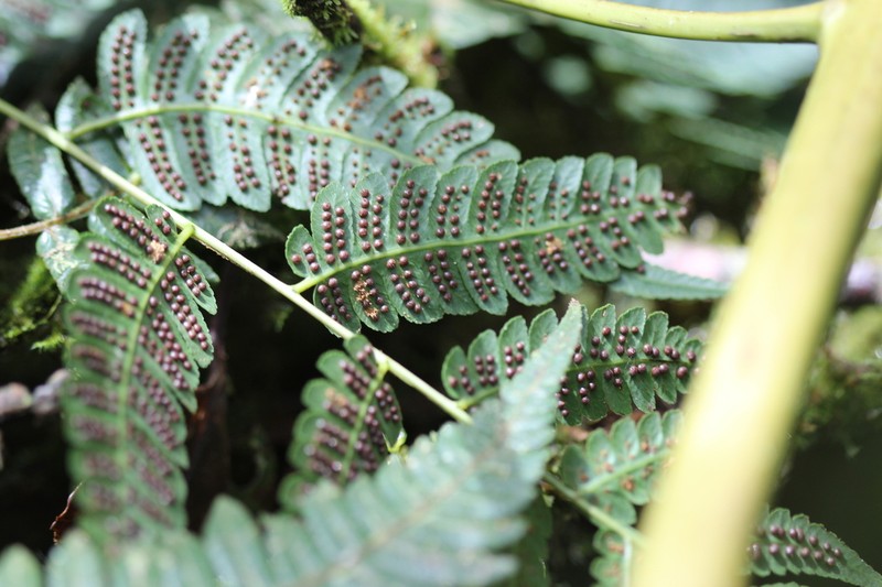 Cyathea longipetiolulata