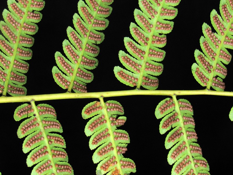 Cyathea longipetiolulata photo 2