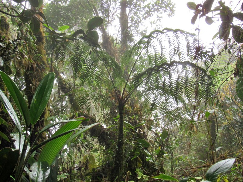Cyathea longipetiolulata photo 3