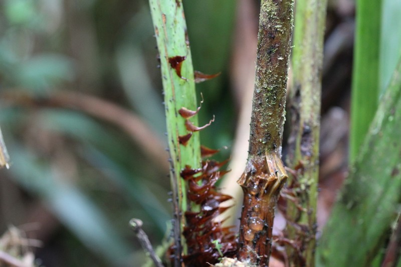 Cyathea longipetiolulata photo 4