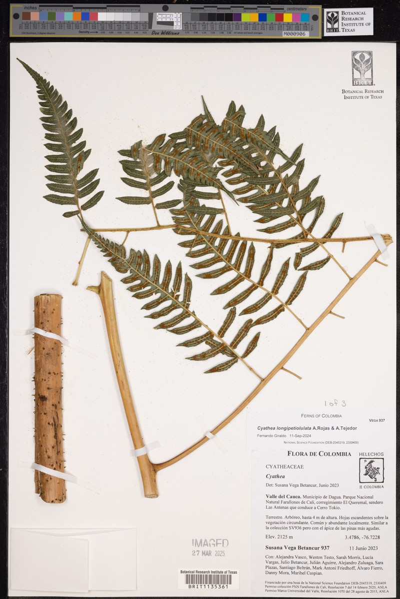 Cyathea longipetiolulata photo 5