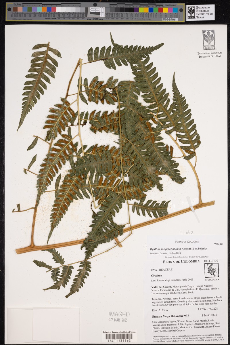 Cyathea longipetiolulata photo 6