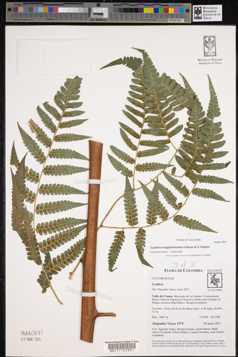 Cyathea longipetiolulata photo 7