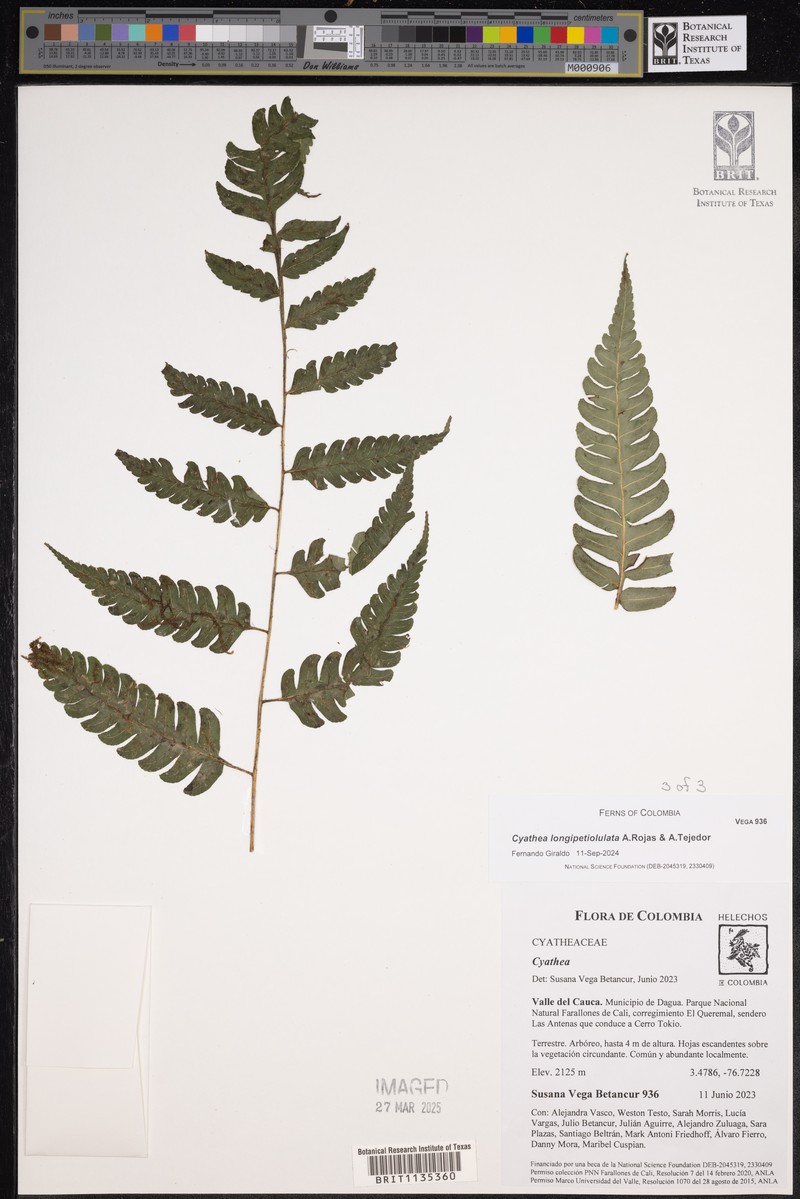 Cyathea longipetiolulata photo 8