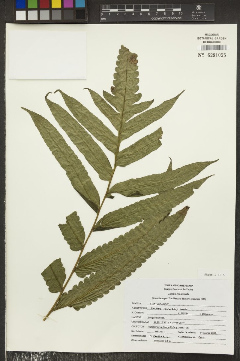 Cyathea lucida
