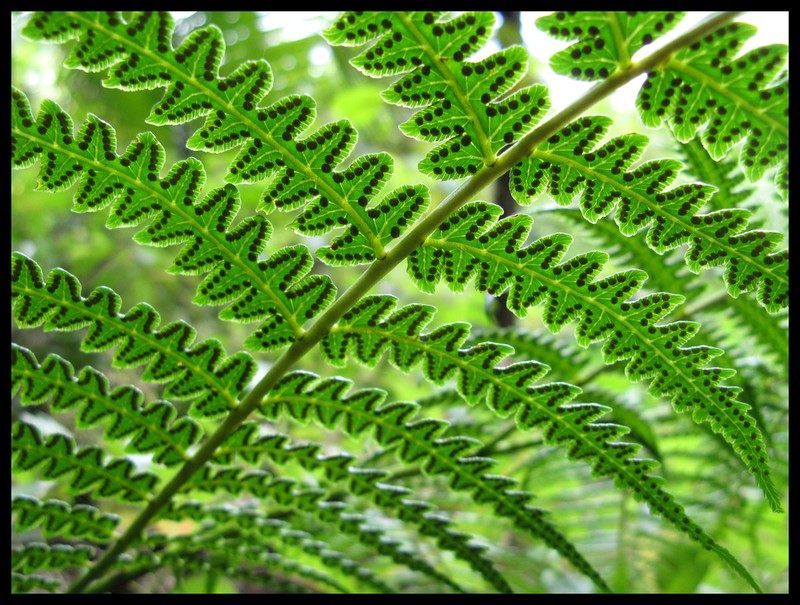 Cyathea macrocarpa