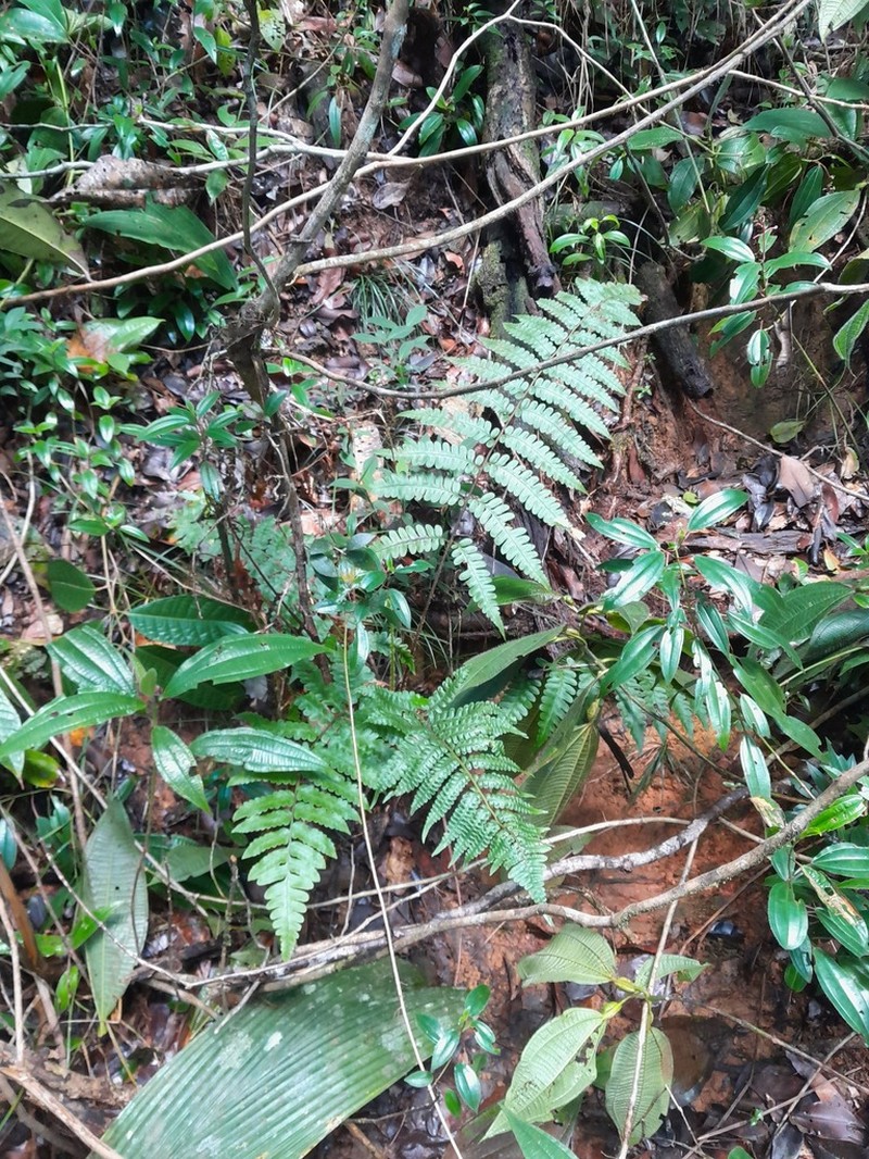 Cyathea macrocarpa photo 2