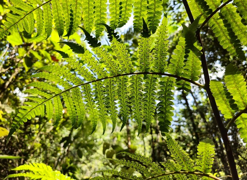 Cyathea macrocarpa photo 3