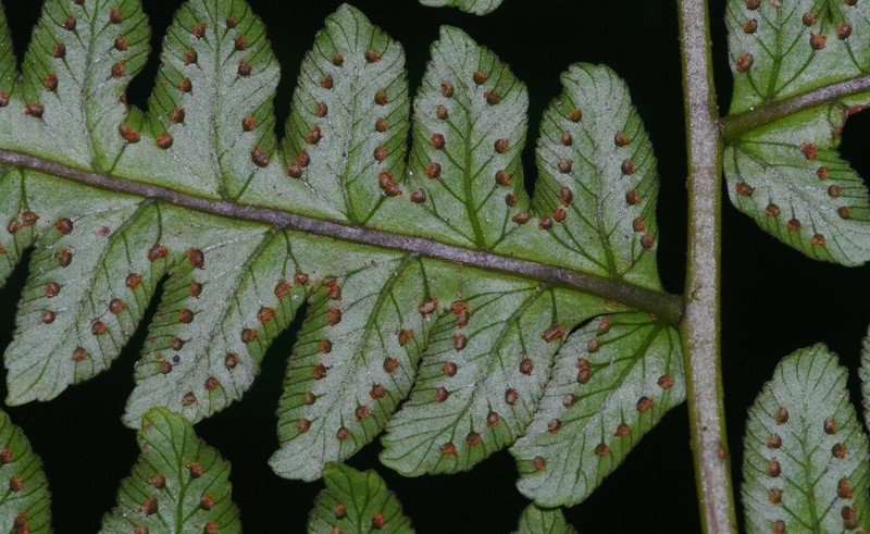 Cyathea macrocarpa photo 4