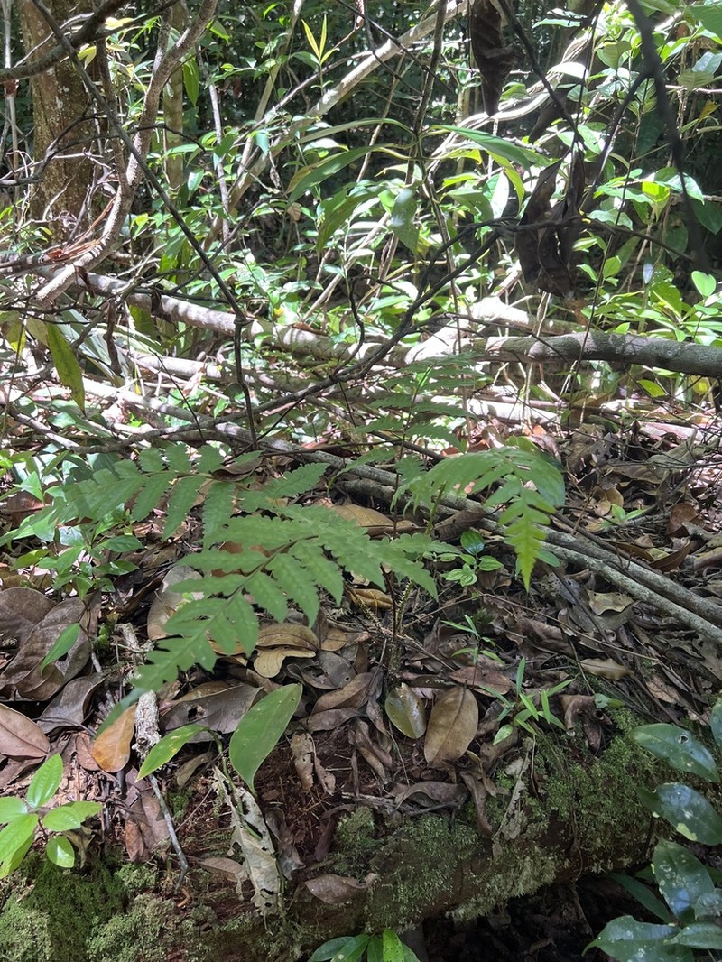 Cyathea macrocarpa photo 5