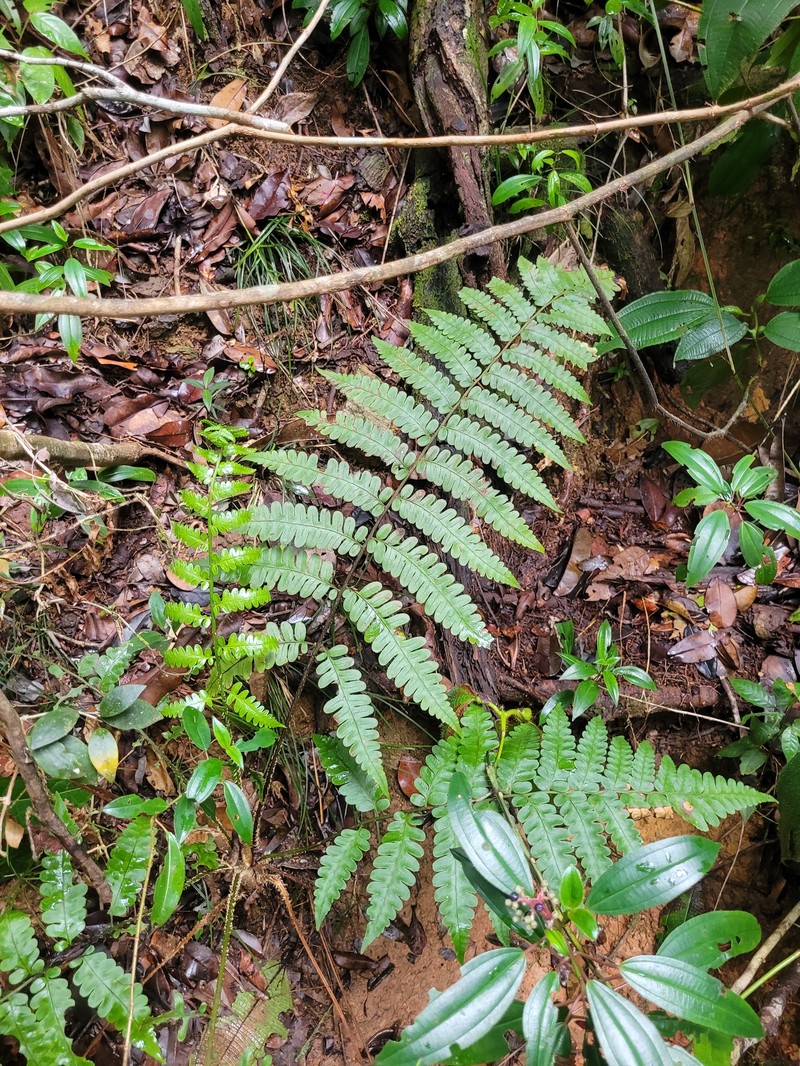 Cyathea macrocarpa photo 8