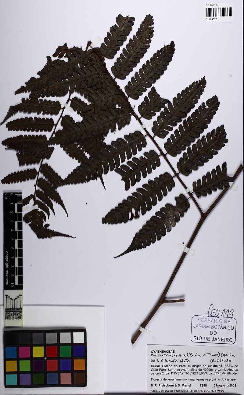 Cyathea macrosora
