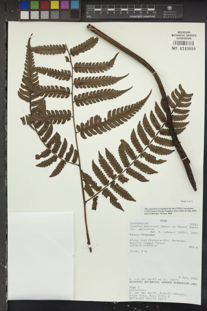 Cyathea macrosora photo 2
