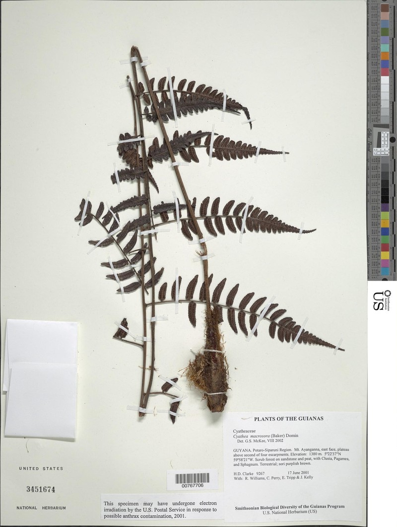 Cyathea macrosora photo 3