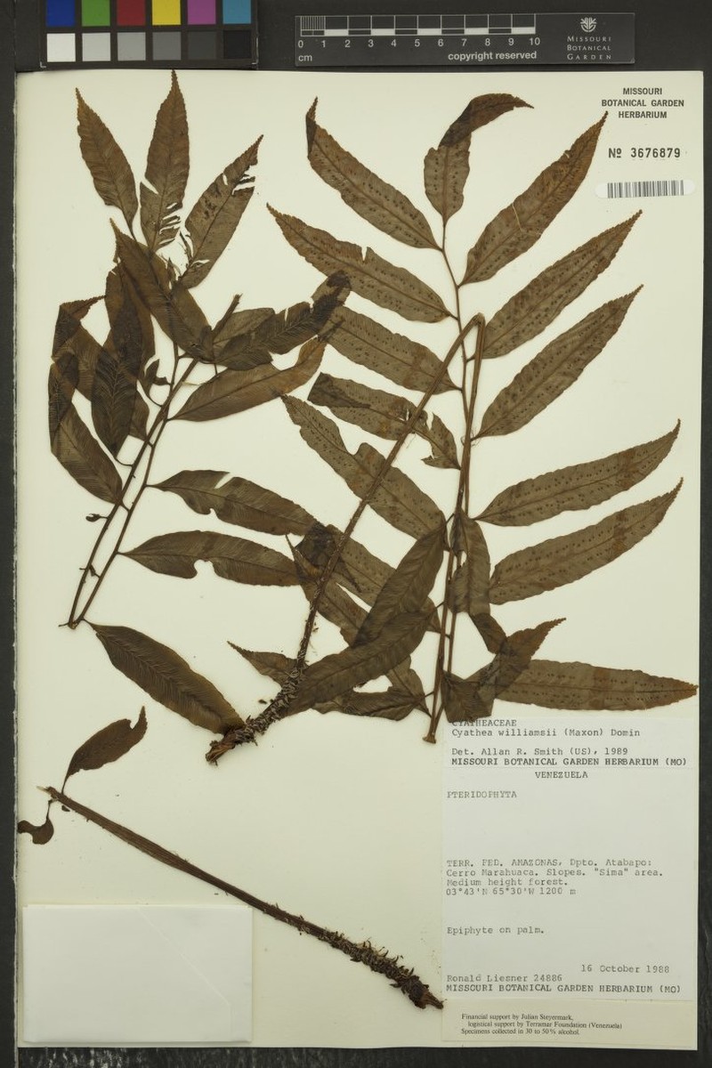 Cyathea maguirei